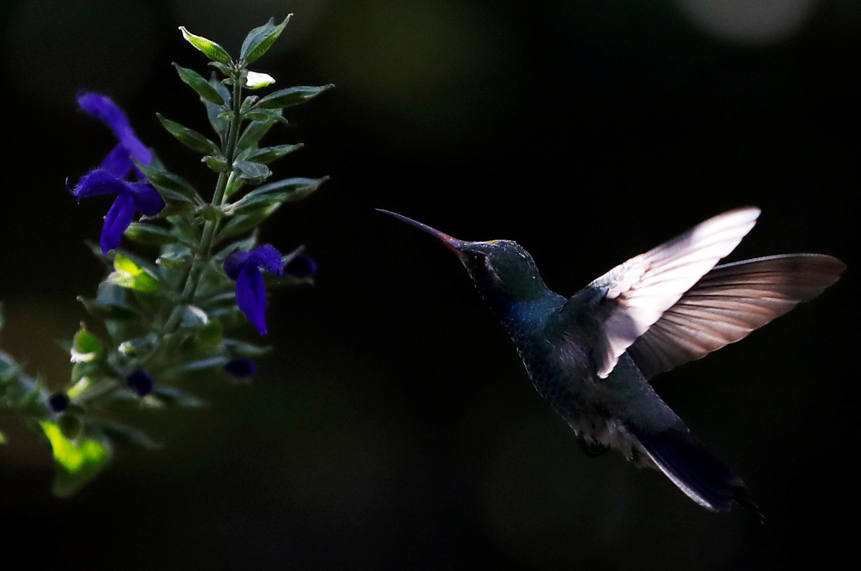 study-shows-hummingbirds-can-see-colors-that-humans-can-t-the